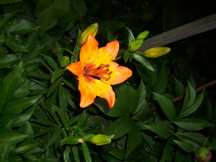 DSCI0038 - flori din gradina mea