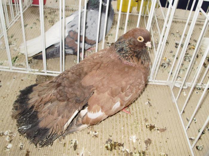 orbet 3 - 1506 2 porumbei rz