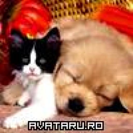 cat_and_dog01 - animale