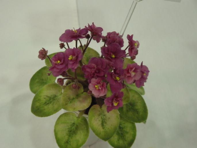 Robs_Squeeze_Toy_2005avsa_2 - violete de pe net 1