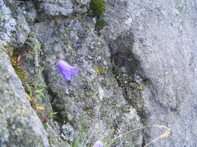 DSCF4283 - 2 august 2009 Traseu Suior Secatura Creasta Cocosului Gutaiul Doamnei  Vf Gutai