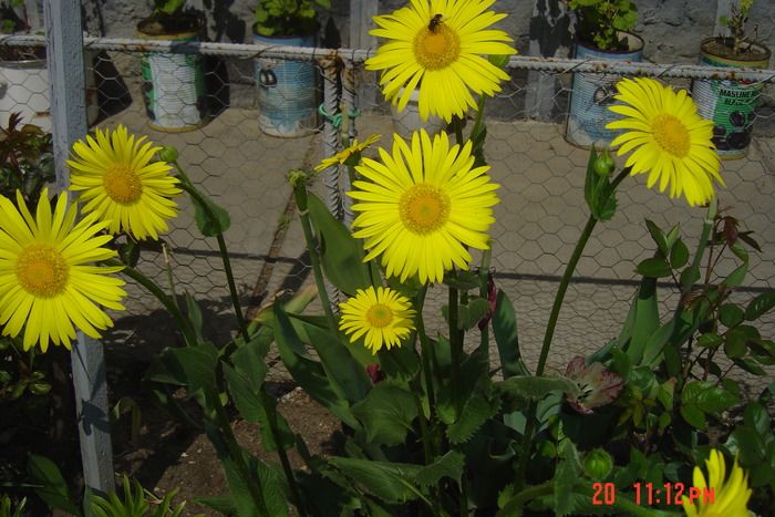 margarete - florile mele in 2009