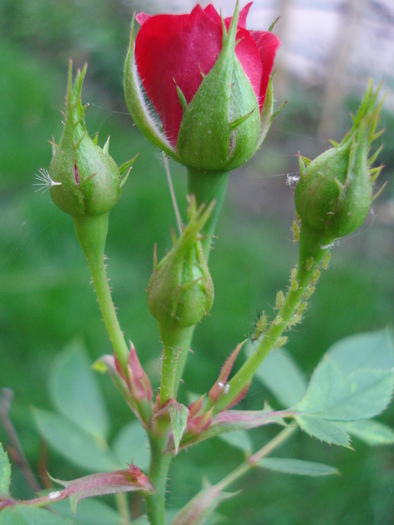 True Love rose, 12sep2009 - True Love miniature rose