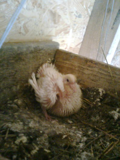 Imagine0370; noul membru
