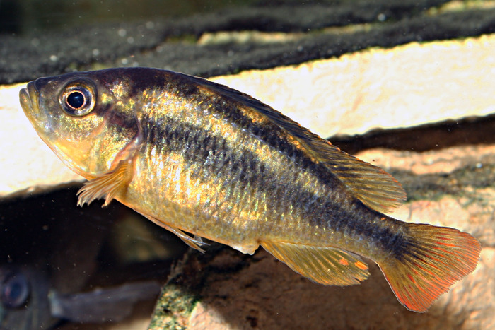 BlueRockKrib_FemaleE - African Cichlid