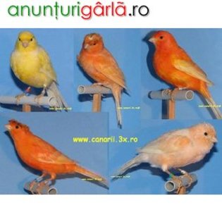 VAND-CANARI-DE-CULOARE-SI-CANARI-GLOSTER_4a10fc57aec03[1]