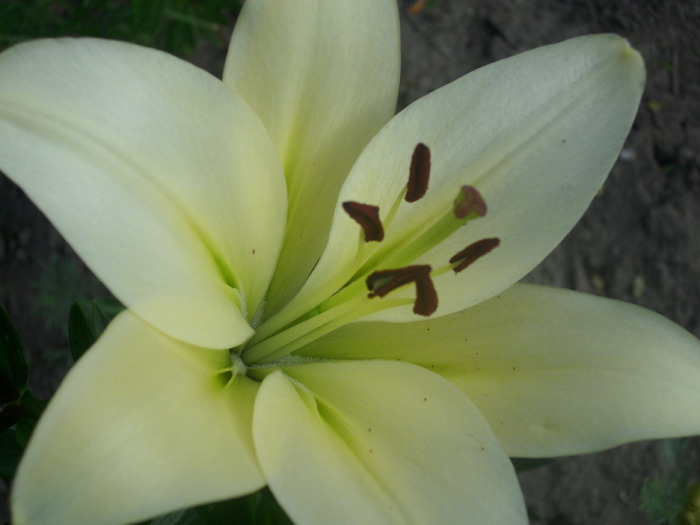 DSCI0648 - flori din gradina mea