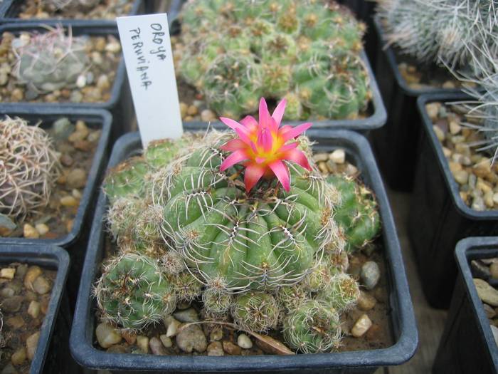 Oroya peruviana