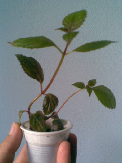 Imag462 - FLORI -2009