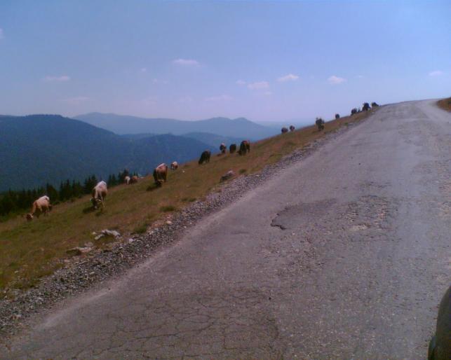 Imag020 - RANCA-vedeta Parangului