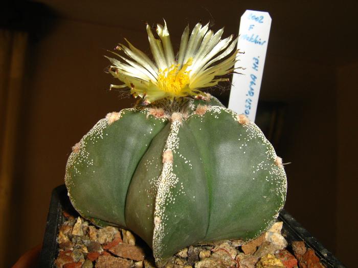 Astro.myriostigma hb. - Astrophytum