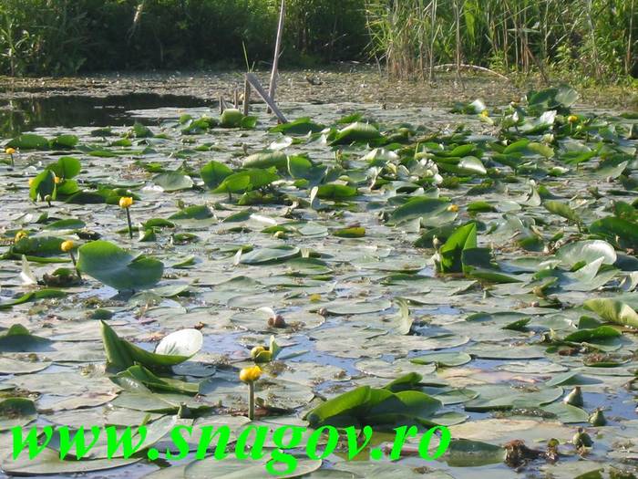 Nuphar_luteum___nufar_galben - Delta Dunarii