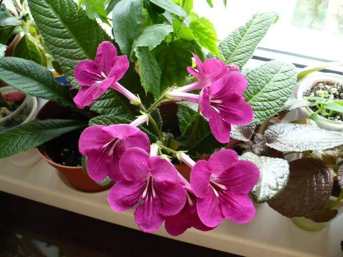 P1130655 - STREPTOCARPUSI