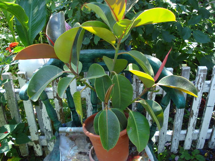 FICUS
