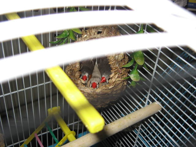 IMG_0065 - 1_1 - Zebre australiene - Zebra finches