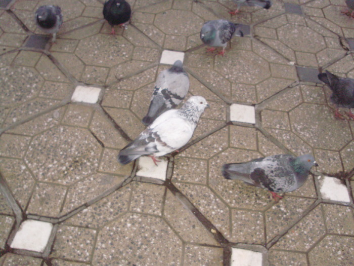 P9040097 - 18g Timisoara