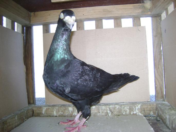 DSC04179 - germani mei