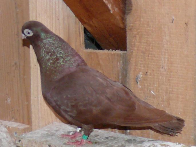 87 - jucatori de ardeal