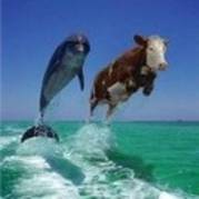 jumpin-cow[1] - avatare amuzante