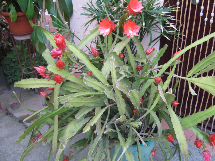 schlumbergera gaertneri - Plante de interior