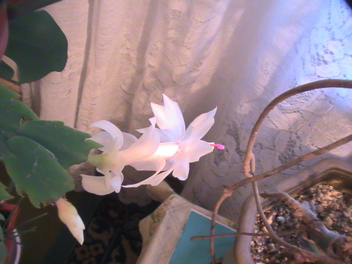 PIC_6498 - schlumbergera