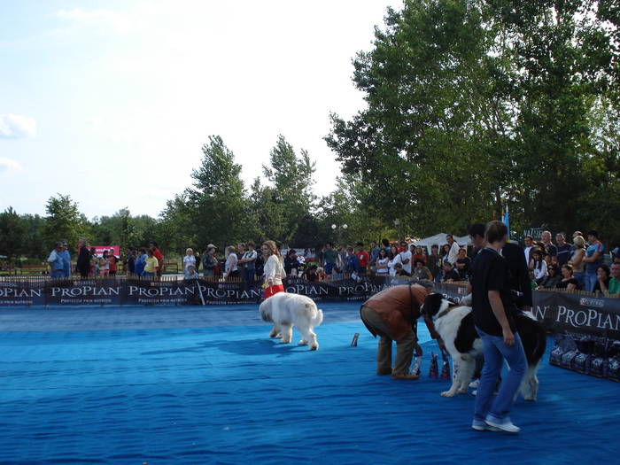 DSC07131 - 2007 EXPOZITIE CANINA