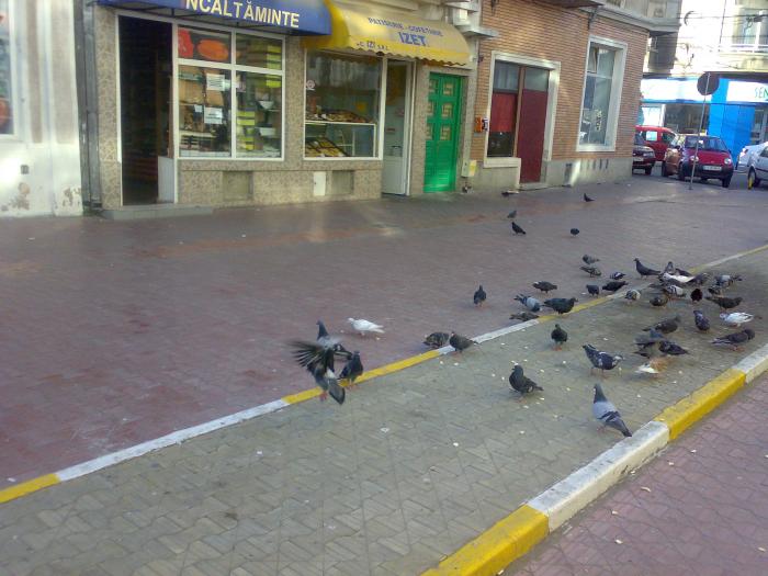 15082008860 - 18a Constanta 1