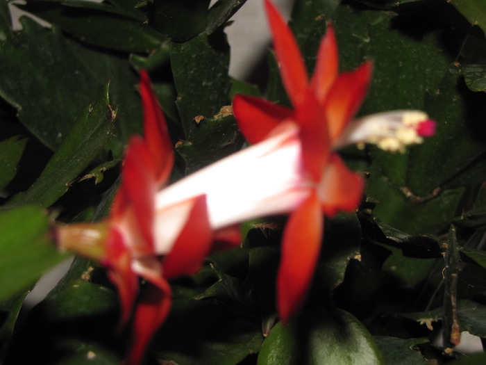 Schlumbergera rosie 7 noi 2009 (2) - schlumbergera si rhipsi