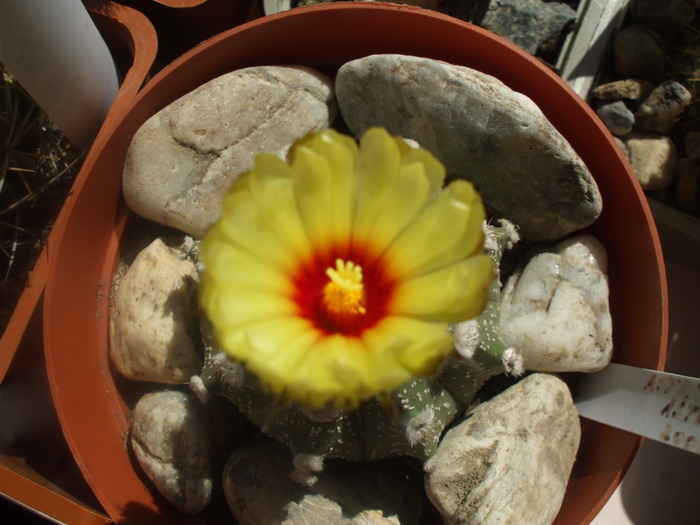 Astrophytum asterias hb.; Astrophytum asterias hb.
