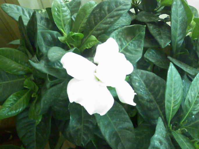 20080825_183553 - gardenia