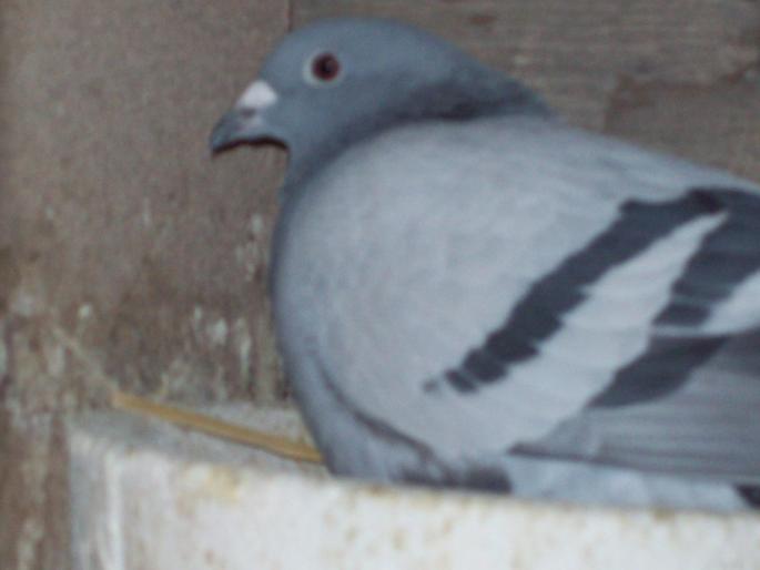 100_0036 - porumbei matca 2008