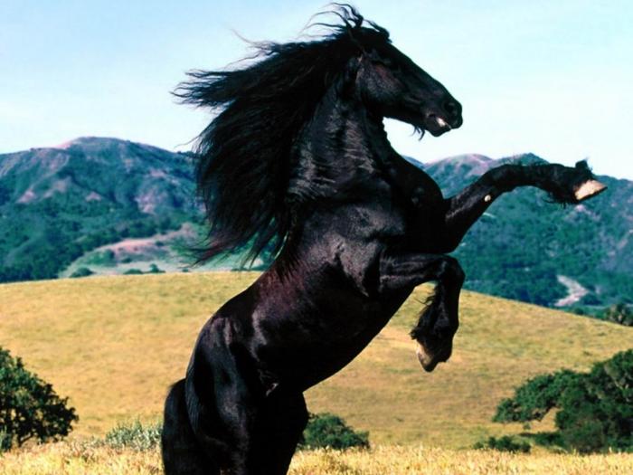 Diablo, Friesian - cai