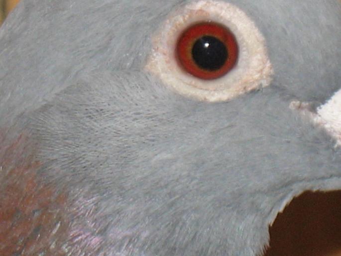 Fara inel albastra - 3-porumbei reproductie