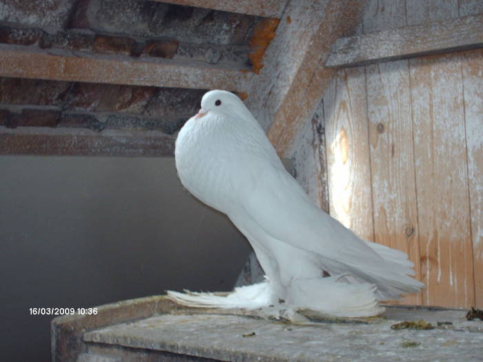 HPIM1742 - 6-gusati de pomerania-2009