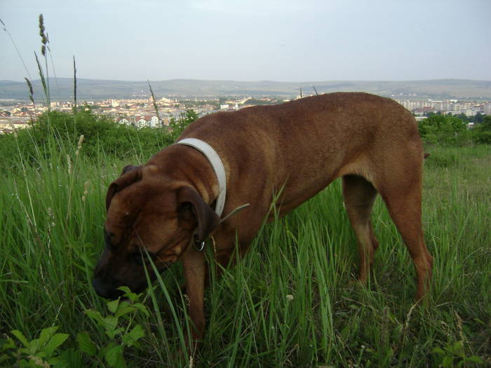 TOSA INU TESSA female 19 months - g TOSA INU TESSA female 19 months