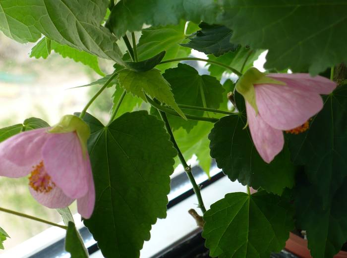 P1110206 - ABUTILONI