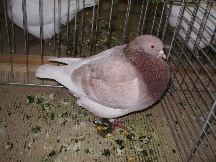 5420 t 0