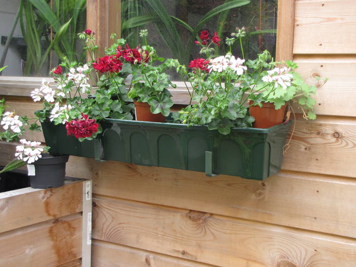 Muscate 13 iul 2009 (1)