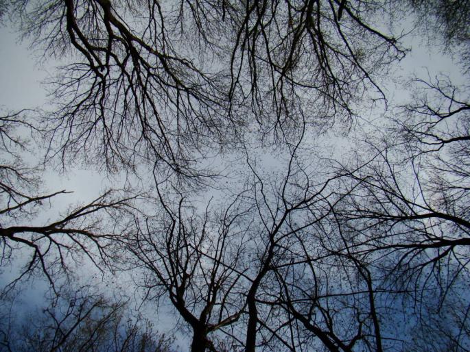 DSC02721 - 2008-03-22 - La padure-Baneasa