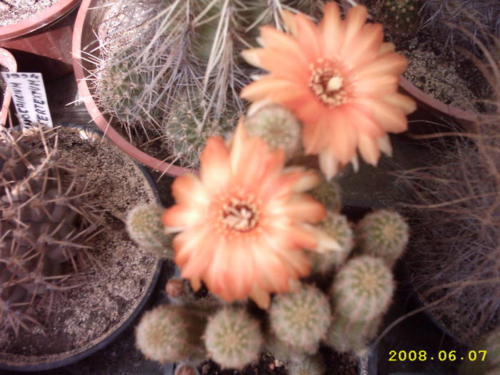 32-Chamaelobivia hb. - cactusi