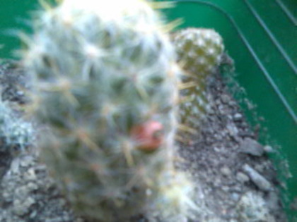 mammillaria prolifera - cactusi si suculente-2009