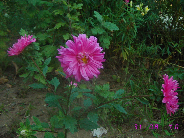  - Flori de gradina 2009