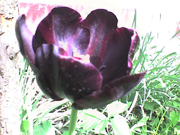 lalea neagra - flori din gradina 2009