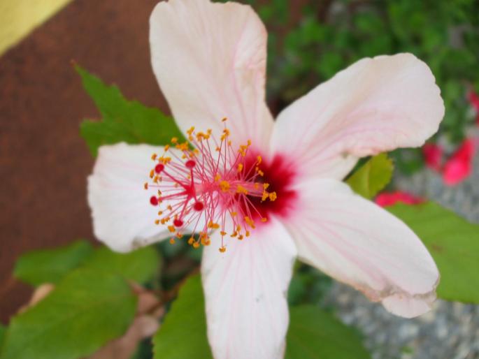 DSCF1688 - hibiscusi