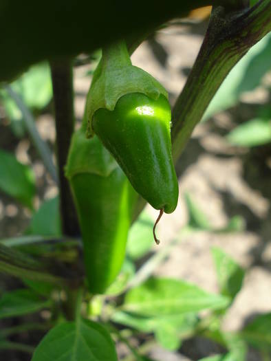 Piccante di Cayenna (2009, June 13) - Piccante di Cayenna Pepper