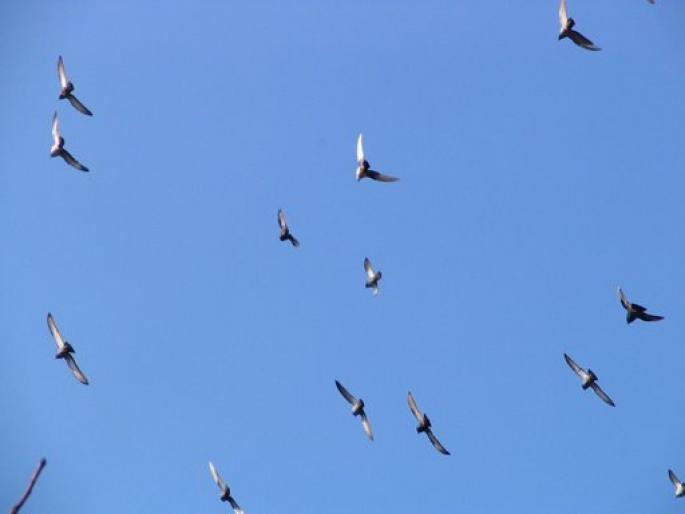 acolo unde le place lor - Stop sacrificarea lasati porumbei sa zboare--Stop the slaughter let to fly pigeons