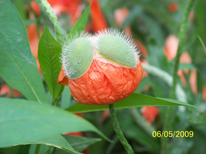 100_1524 - Primavara in curte  Timisoara