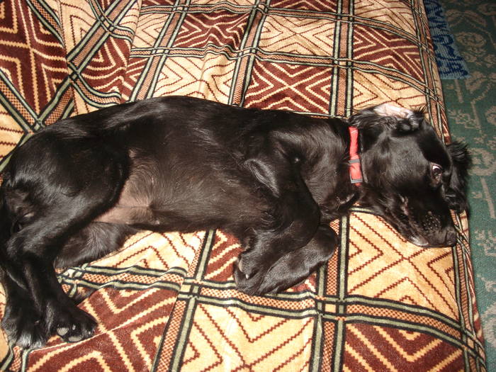 DSC09672 - ANIMALUTELE MELE