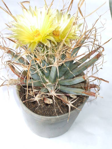 Leuchtenbergia principis - colectia mea de cactusi