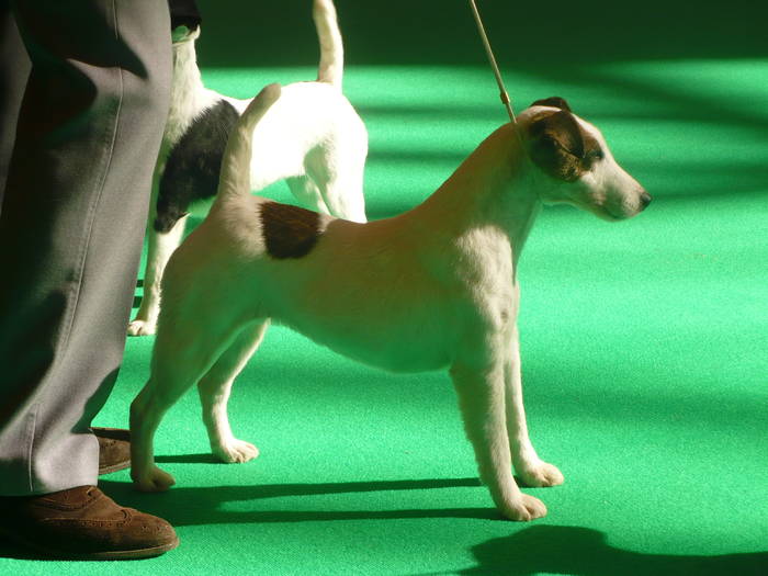 P1050497 - crufts 2009 smooth fox  and wire